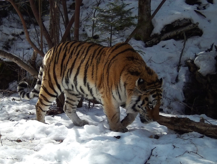 Мониторинг амурского тигра в Лазовском округе.